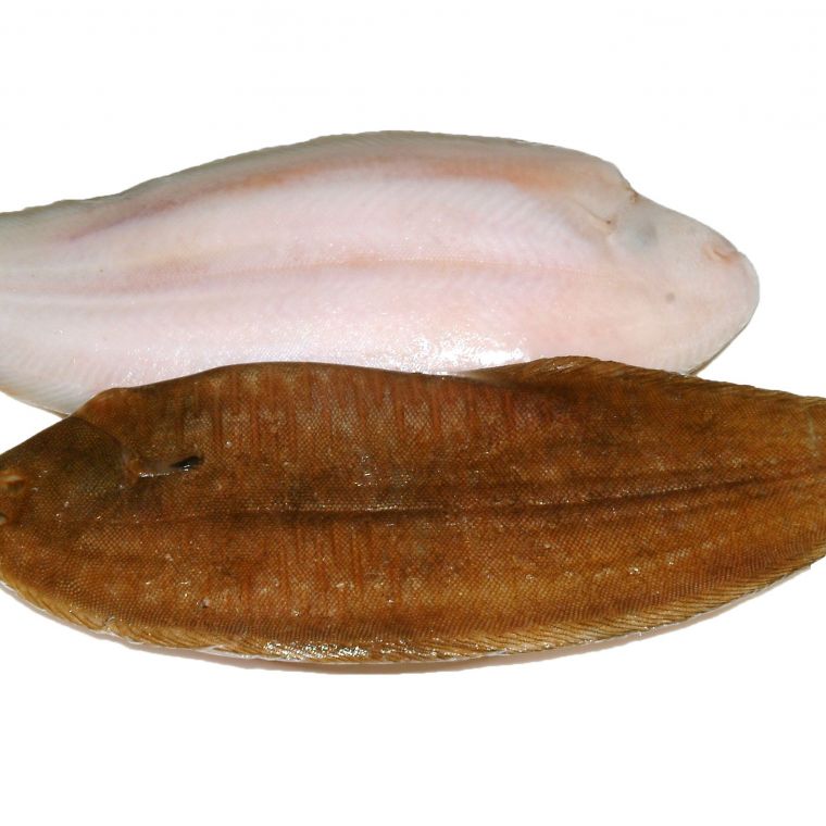 Dover Sole (nyelvhal) 300/400g
