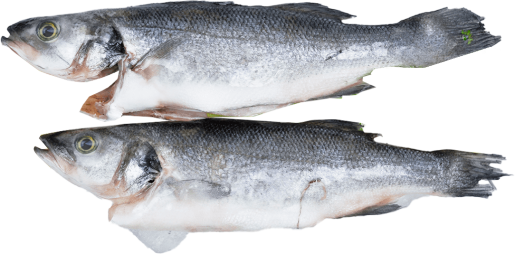 Branzino (tengeri sügér)